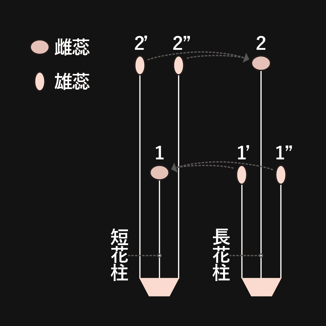 異型花柱花 二型