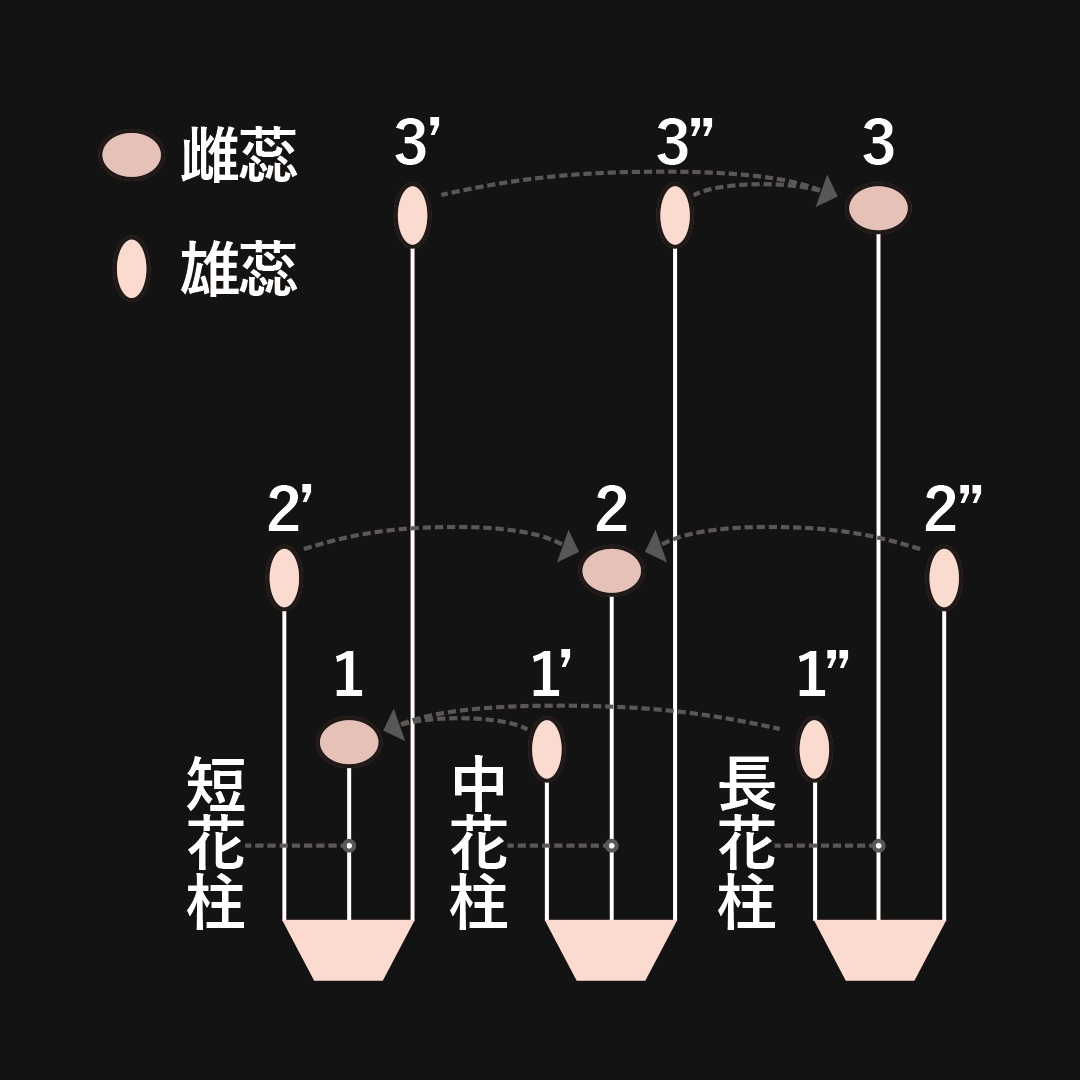 異型花柱花 三型