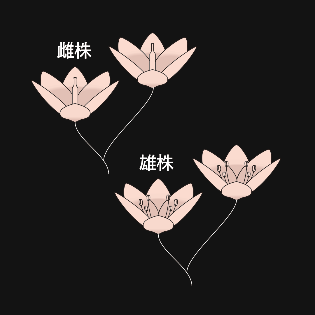 単性花 雌雄異株