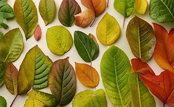 葉の形状について