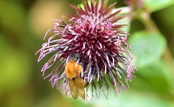 ポリネーター（送粉者）