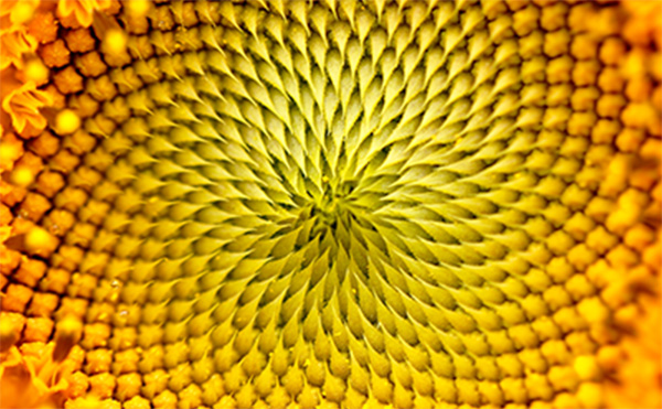 ひまわりが太陽を向く理由