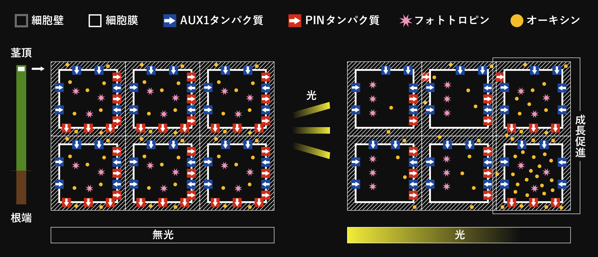 正の光屈性（オーキシンの働き）