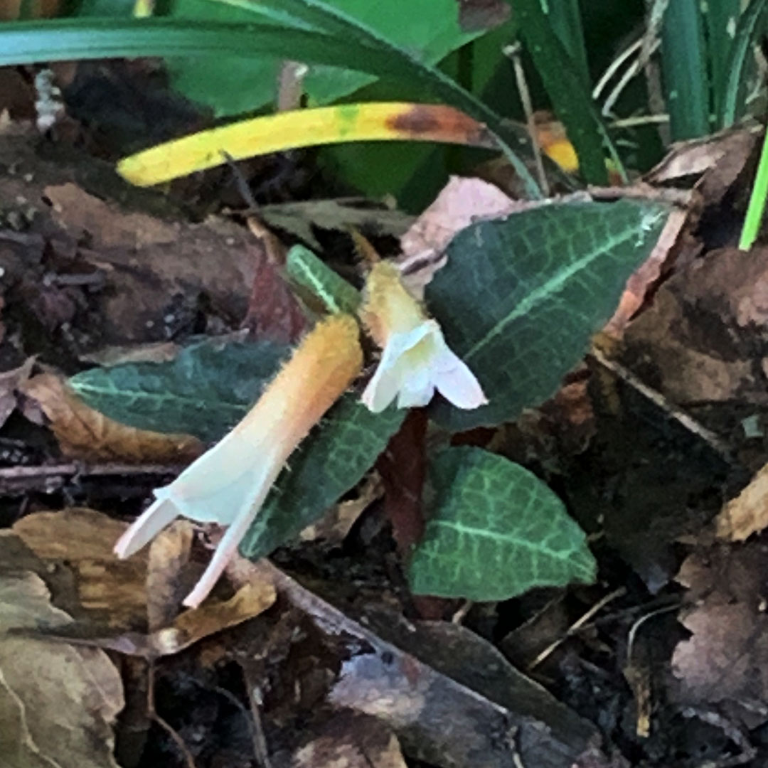 ベニシュスラン（全体）