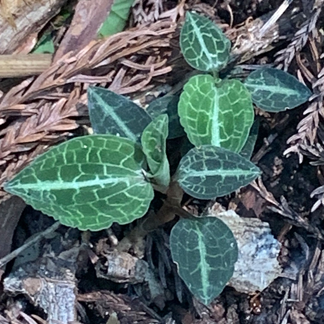 ベニシュスラン（葉）