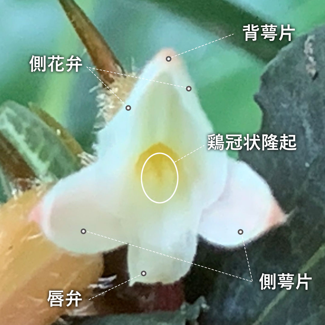 ベニシュスラン（花）