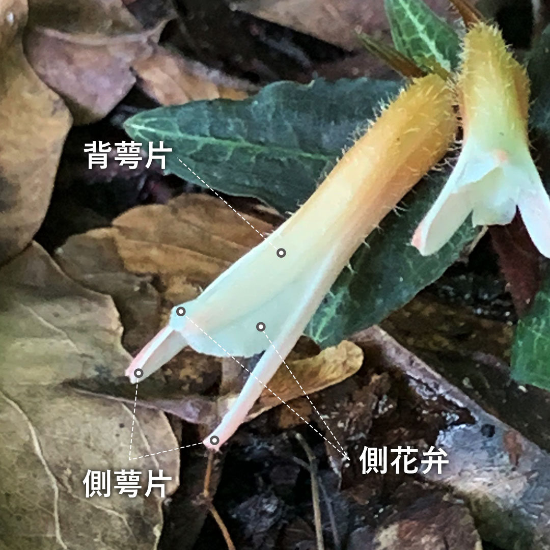 ベニシュスラン（花）