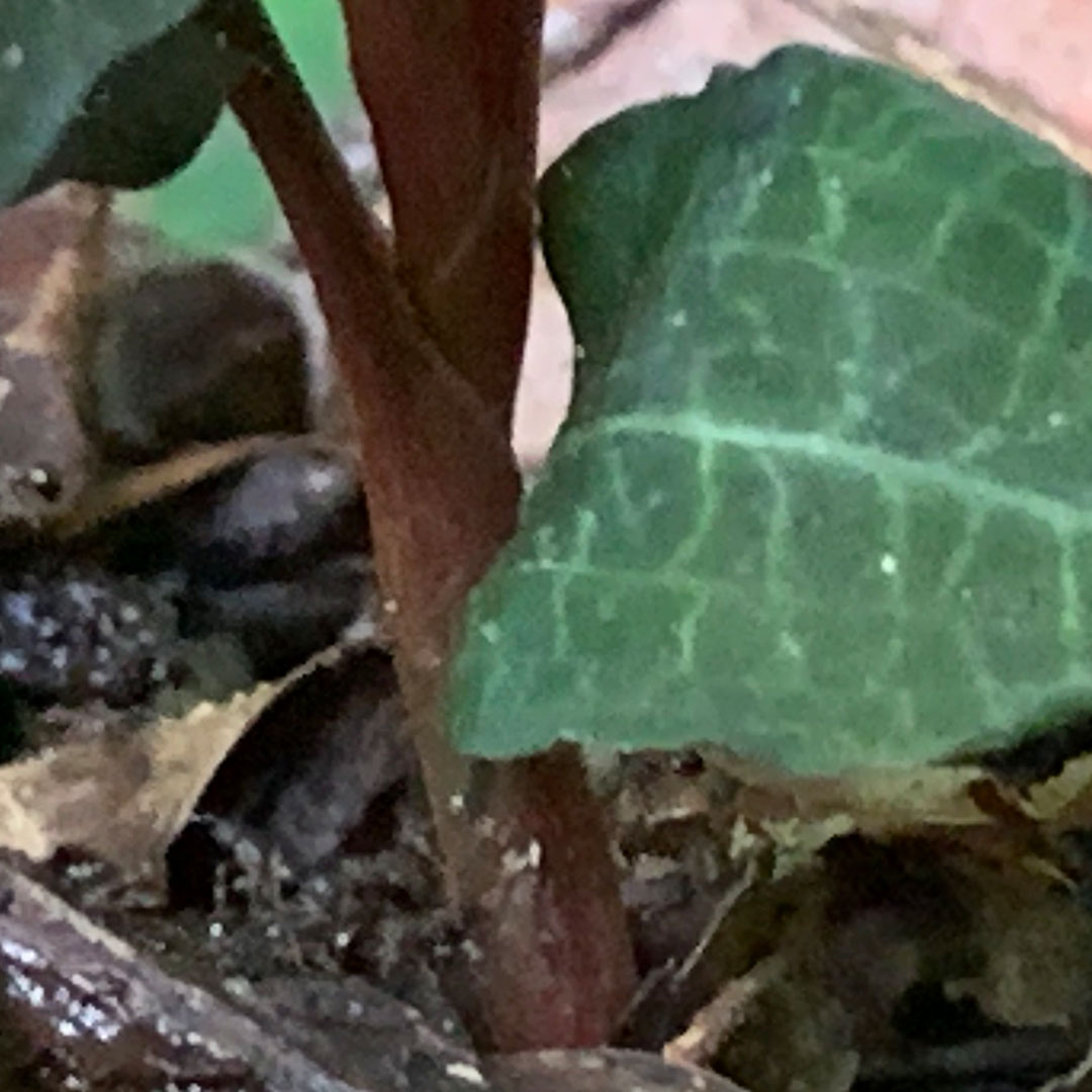 ベニシュスラン（短縮茎）