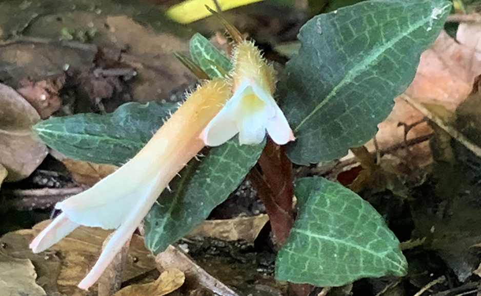 ベニシュスラン（花）