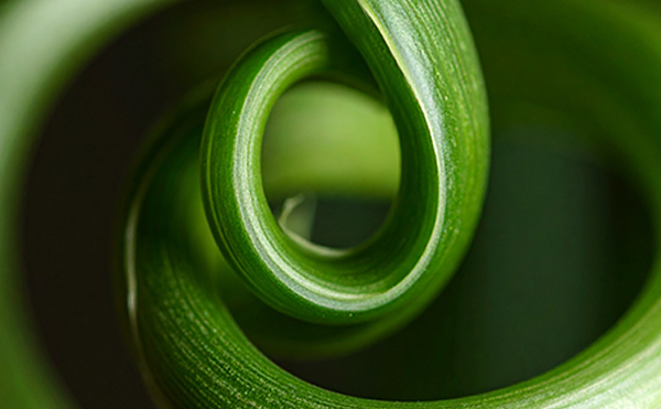 ランの捻転性と非稔性のイメージ