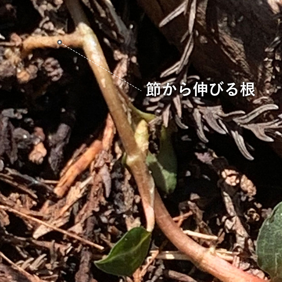 ベニシュスラン（根）