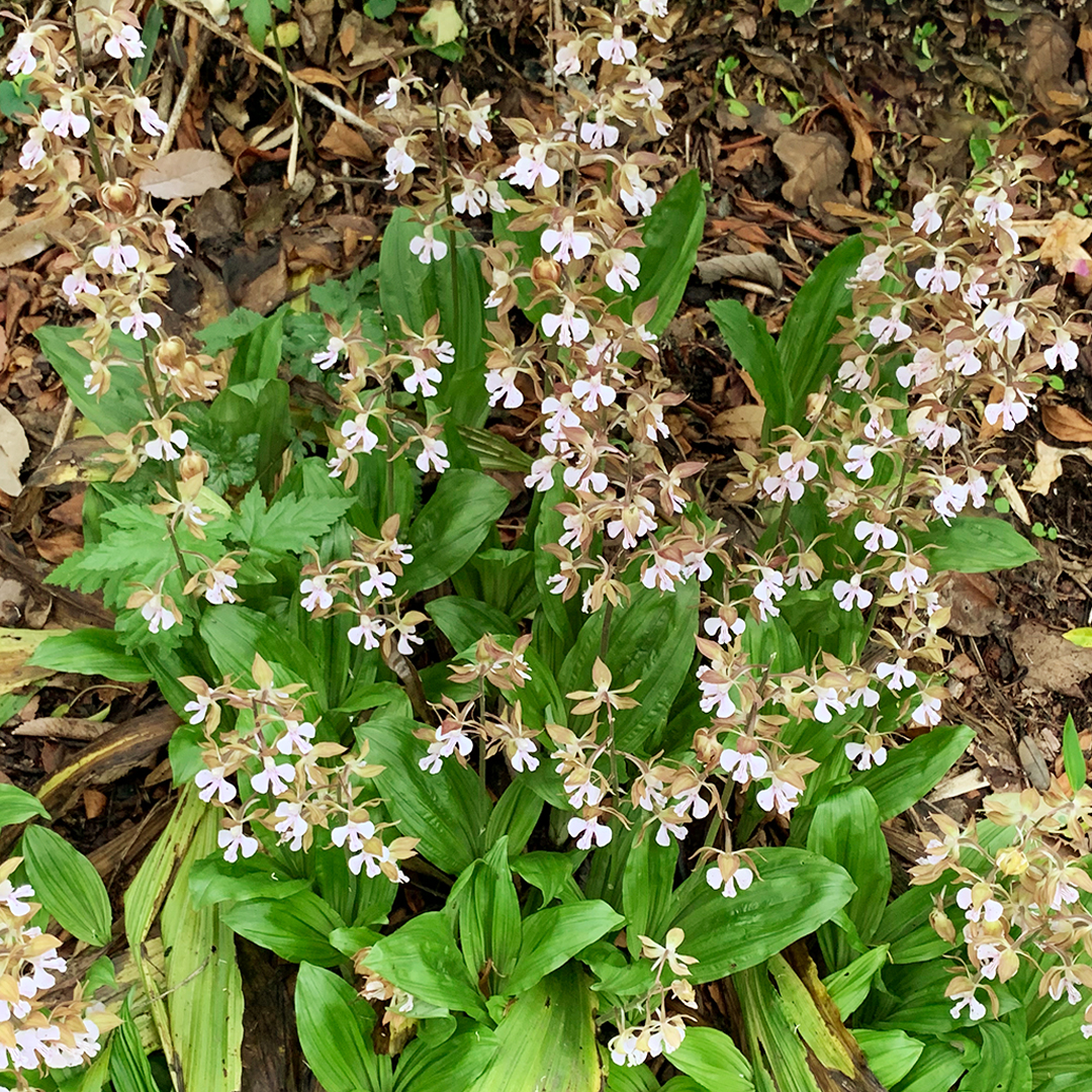 エビネ（全体）