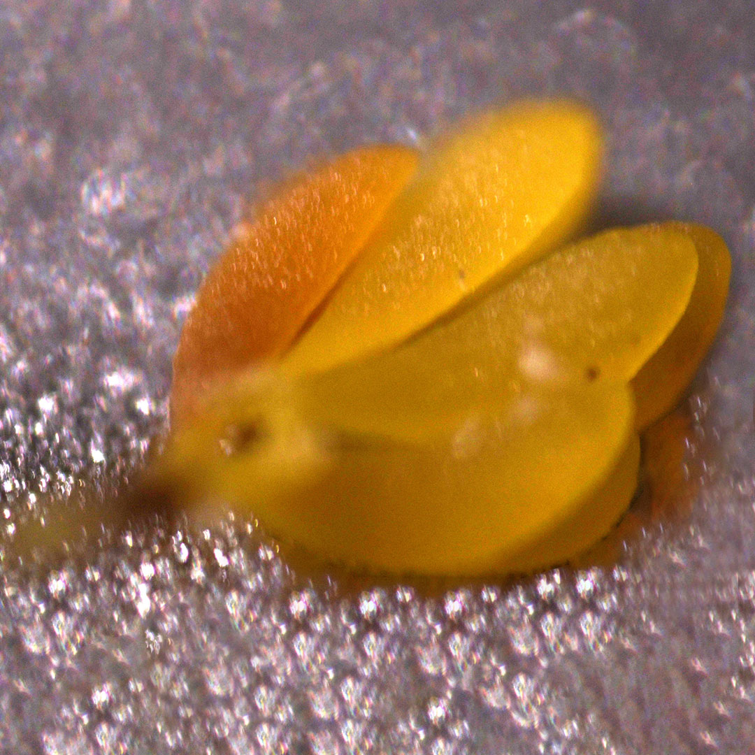 エビネ（花粉塊）