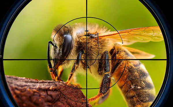 エビネがポリネーターを狙うイメージ