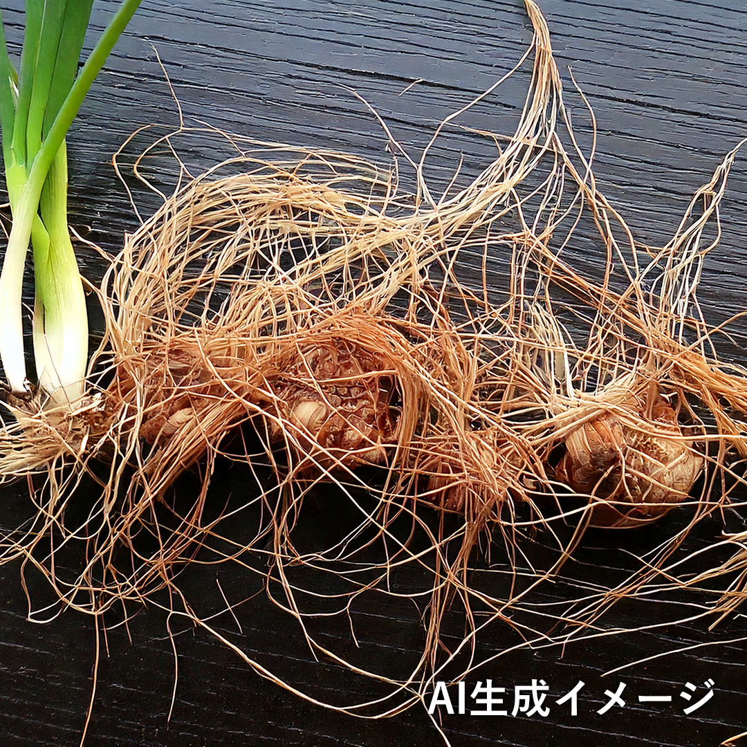 エビネ（偽球茎）