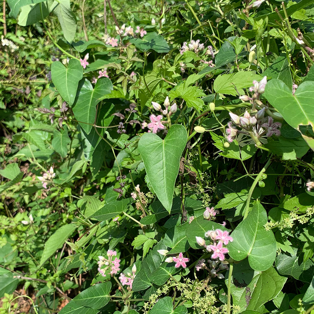 ガガイモ（全体）