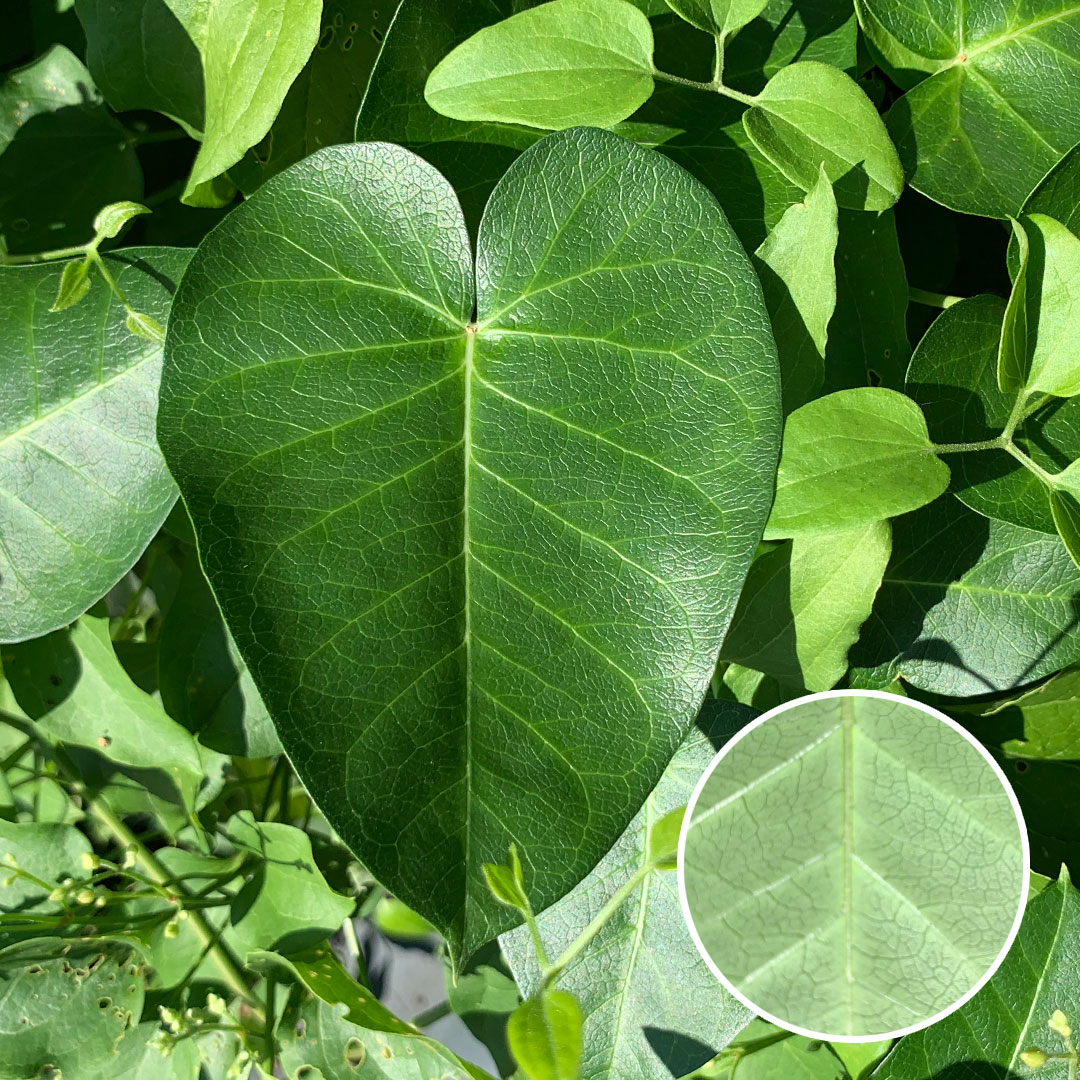 ガガイモ（葉）