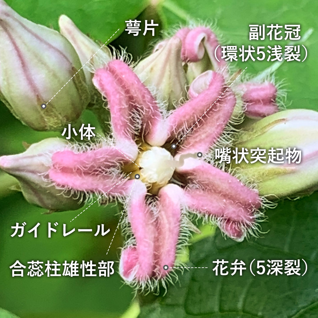 ガガイモ（花）