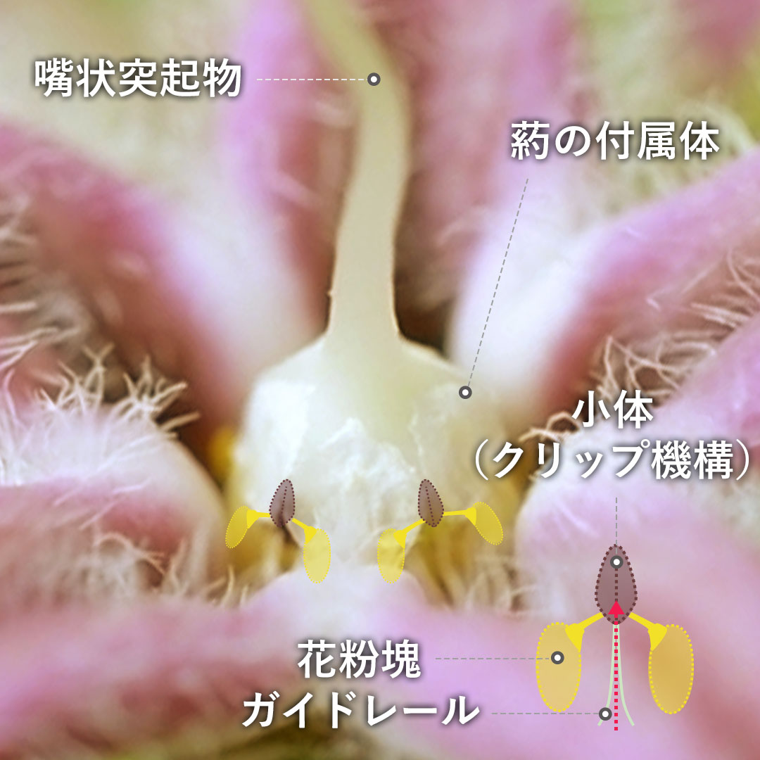 ガガイモ（花）