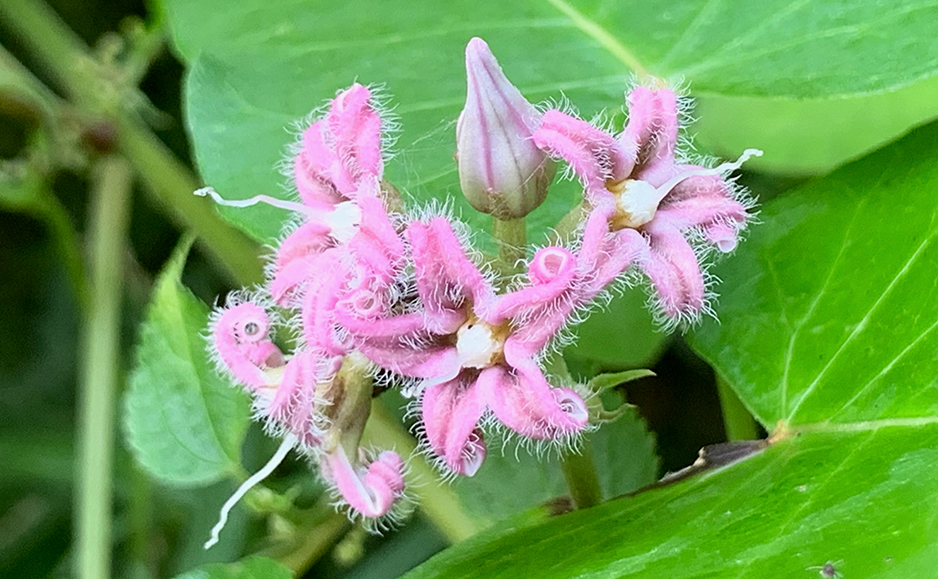 ガガイモ（花）