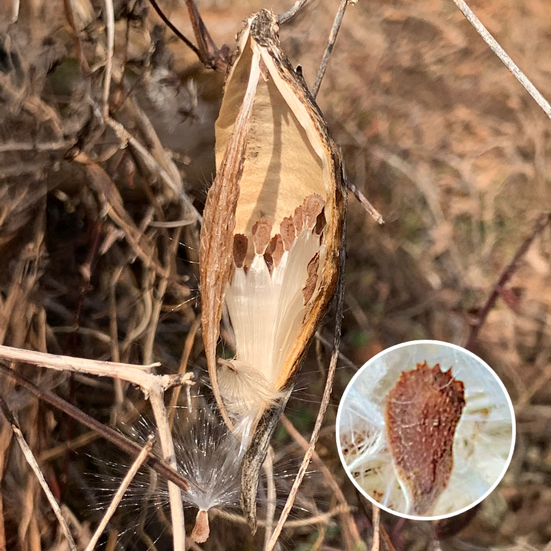 ガガイモ（実）