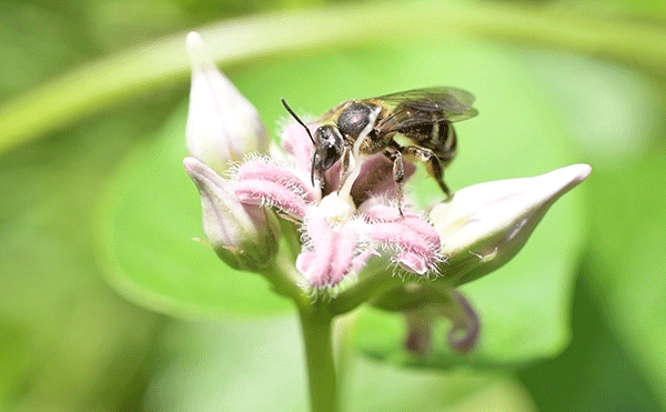 ガガイモ吸蜜のアニメーション