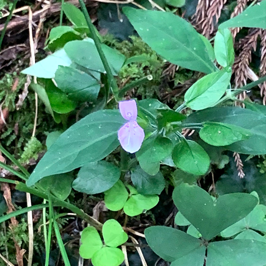 ハグロソウ（全体）