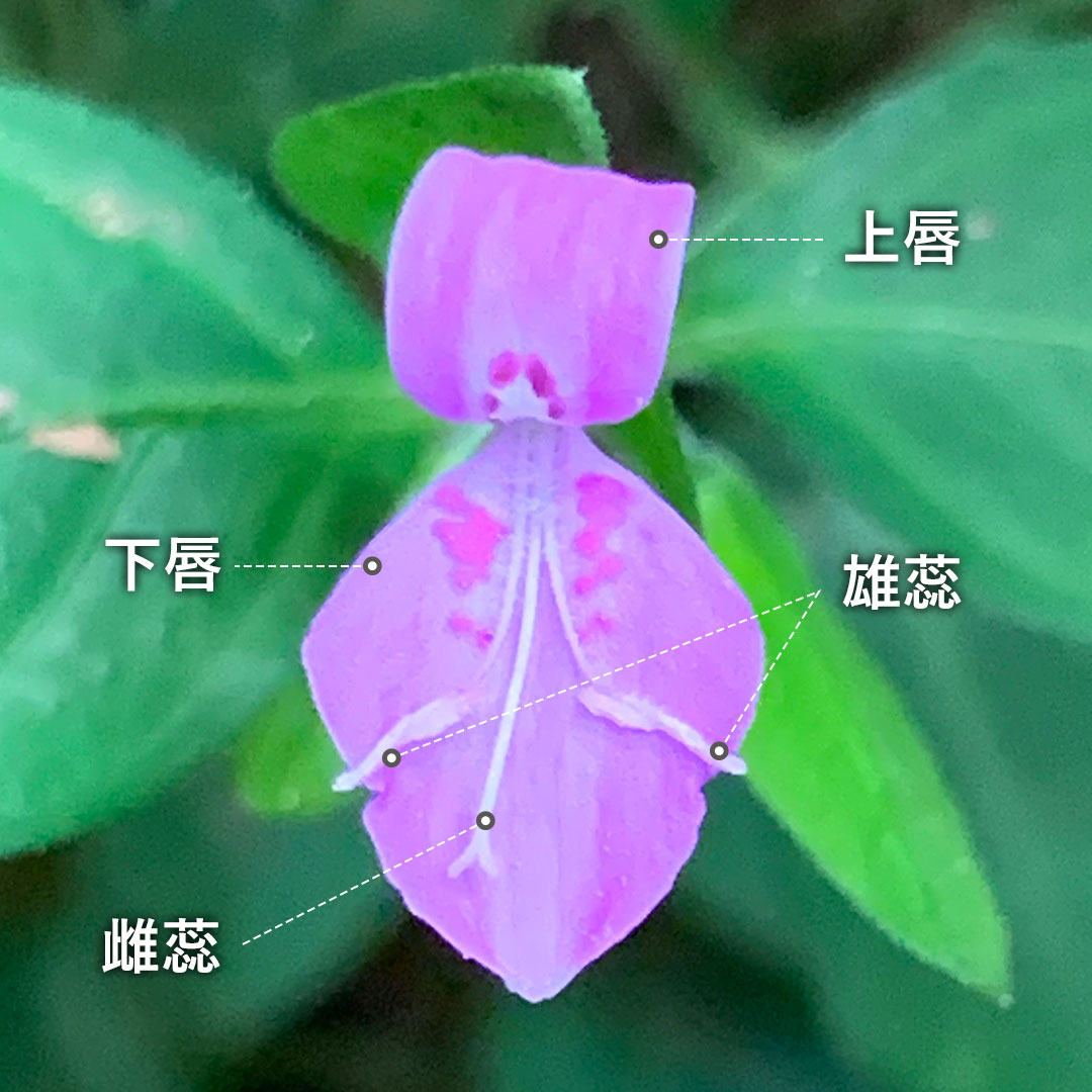 ハグロソウ（花）