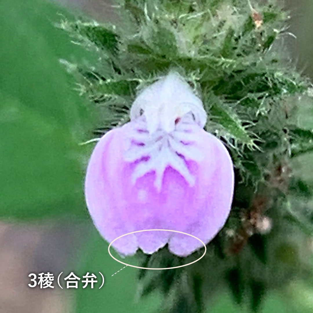 キツネノマゴ（花）