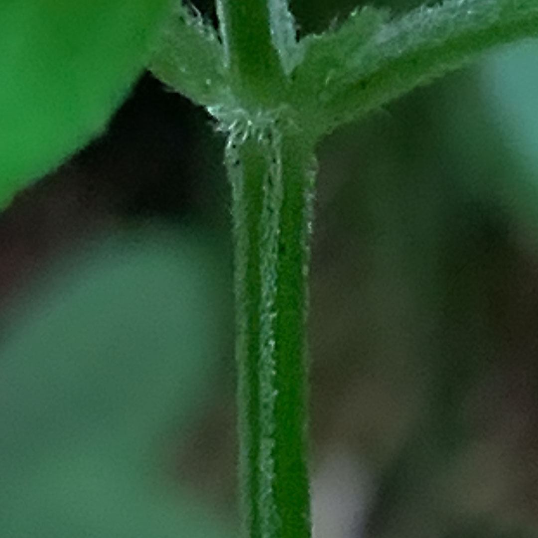 ハグロソウ（茎）