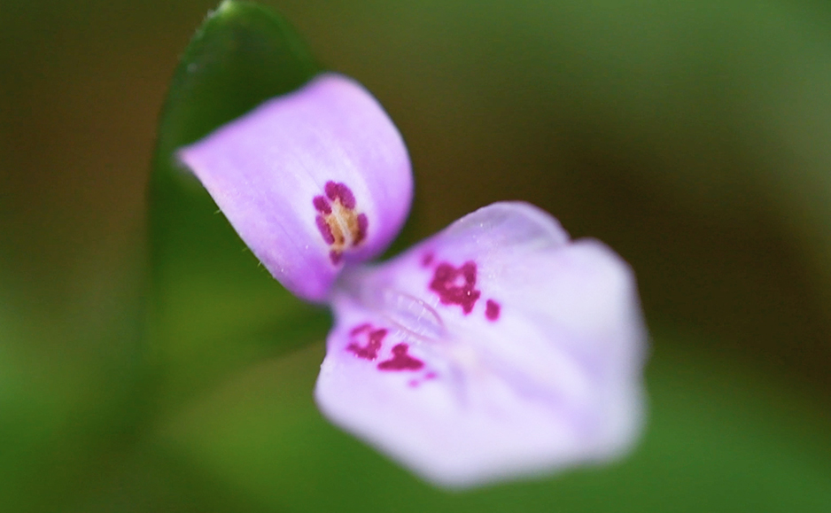 ハグロソウ（花）
