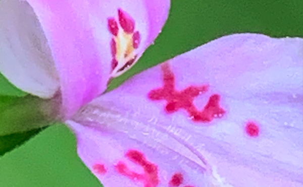 ハグロソウ花の模様