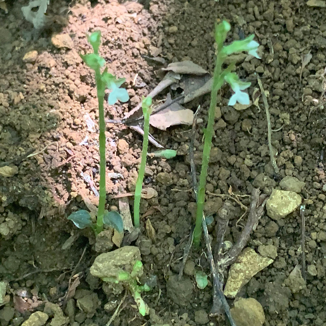 ハクウンラン(全体)