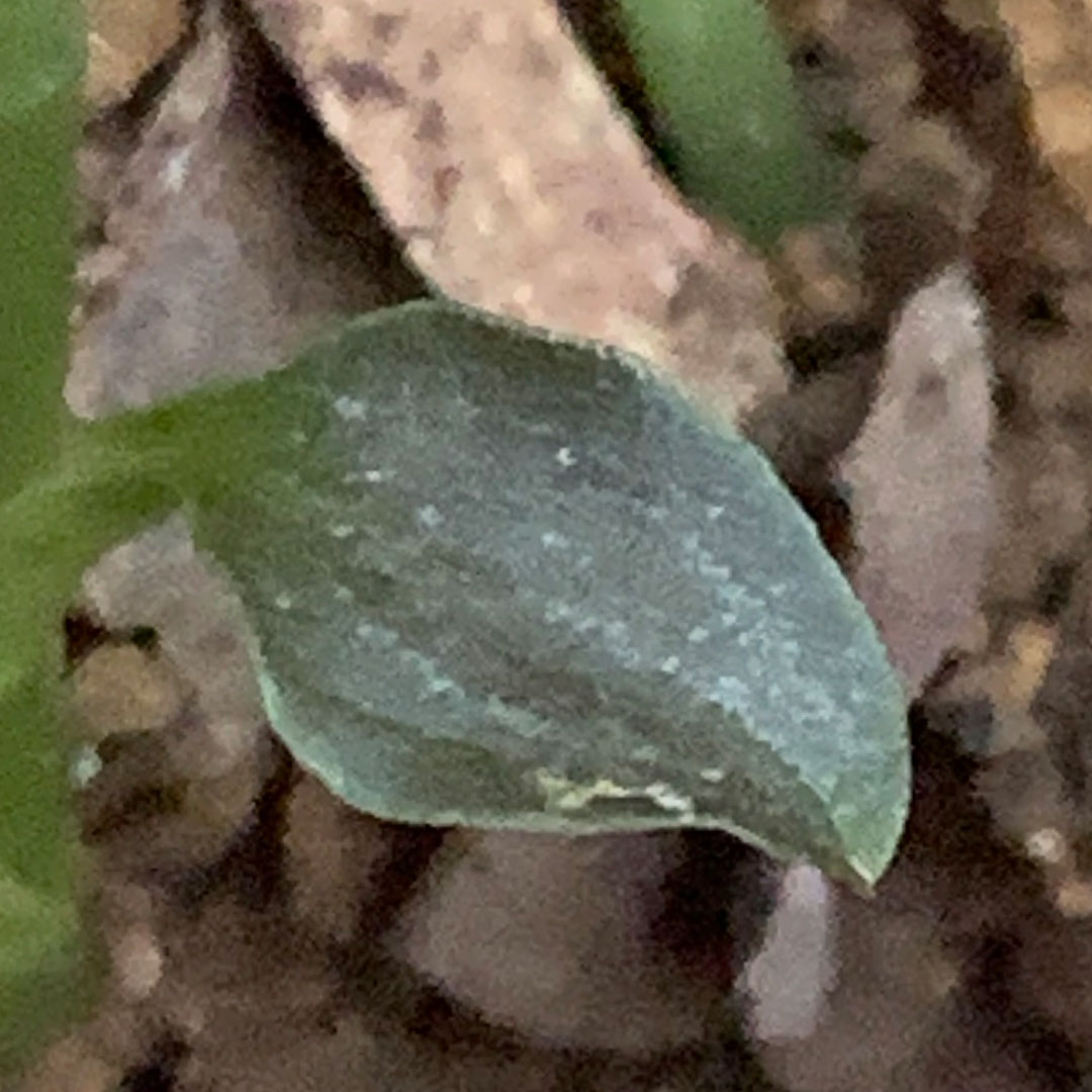 ハクウンラン(葉)