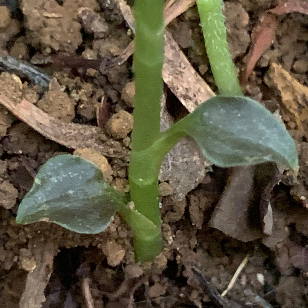 ハクウンラン(短縮茎)