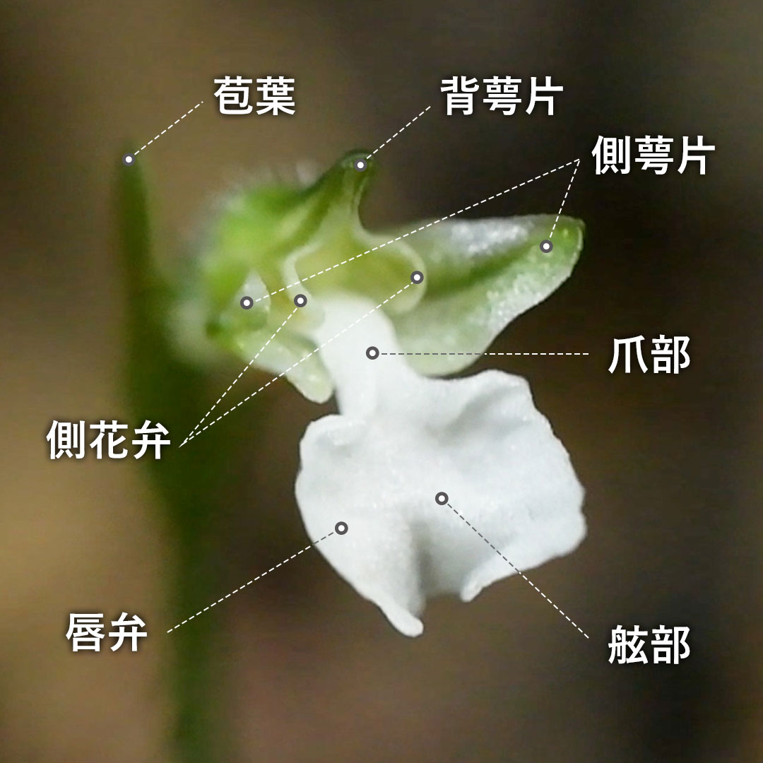 ハクウンラン(花)