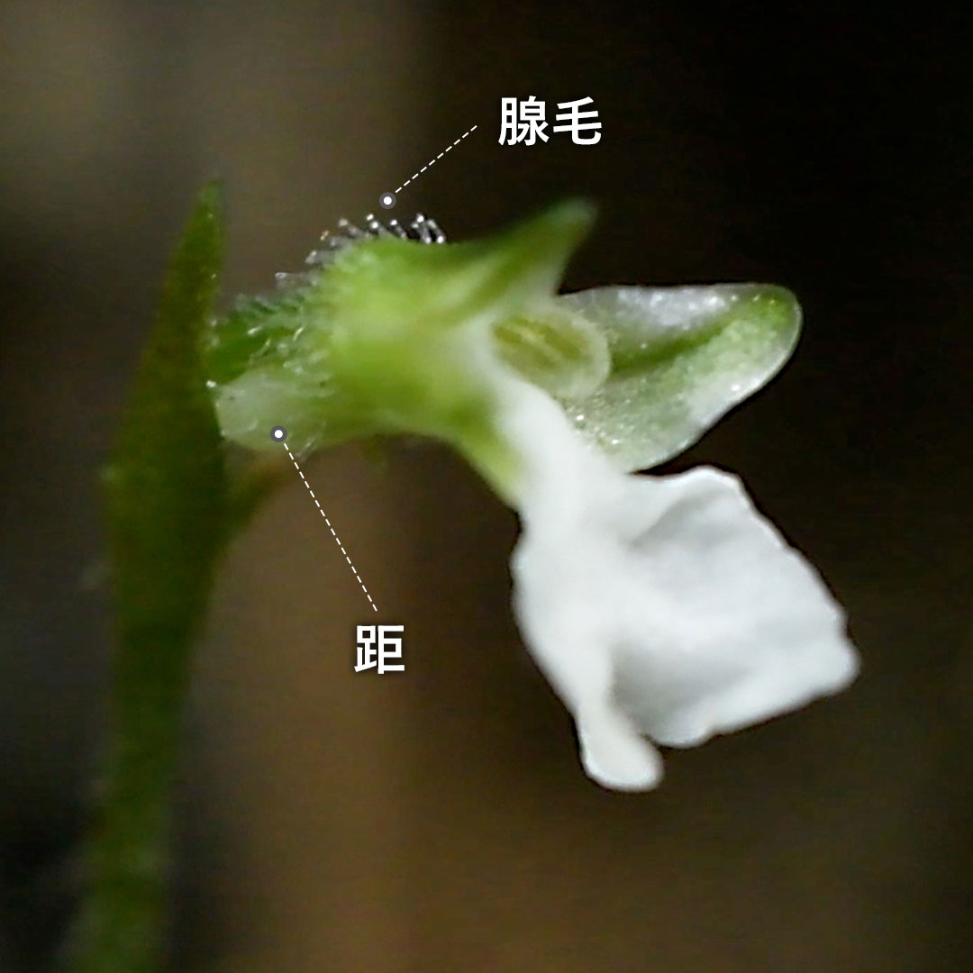 ハクウンラン(花)