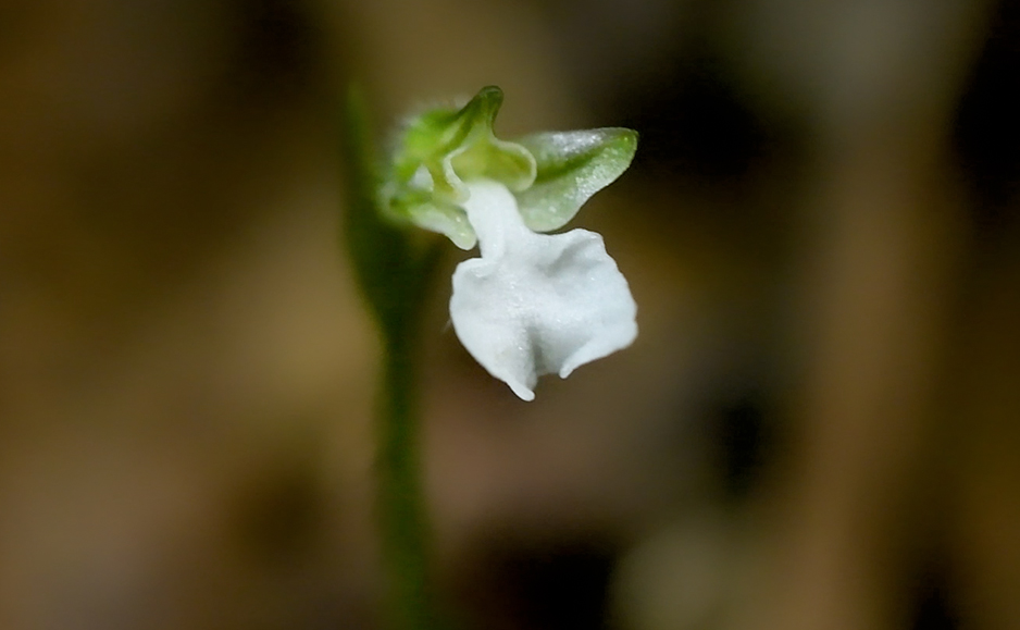 ハクウンラン（花）