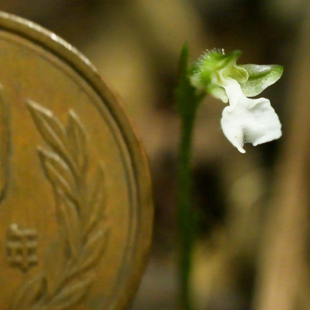 ハクウンラン(サイズ)