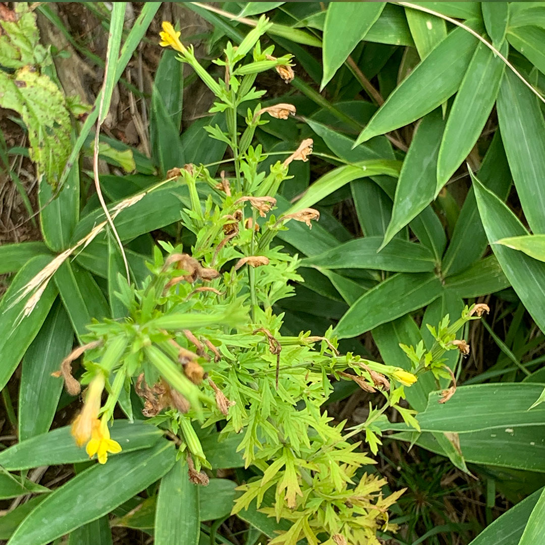 ヒキヨモギ（全体）