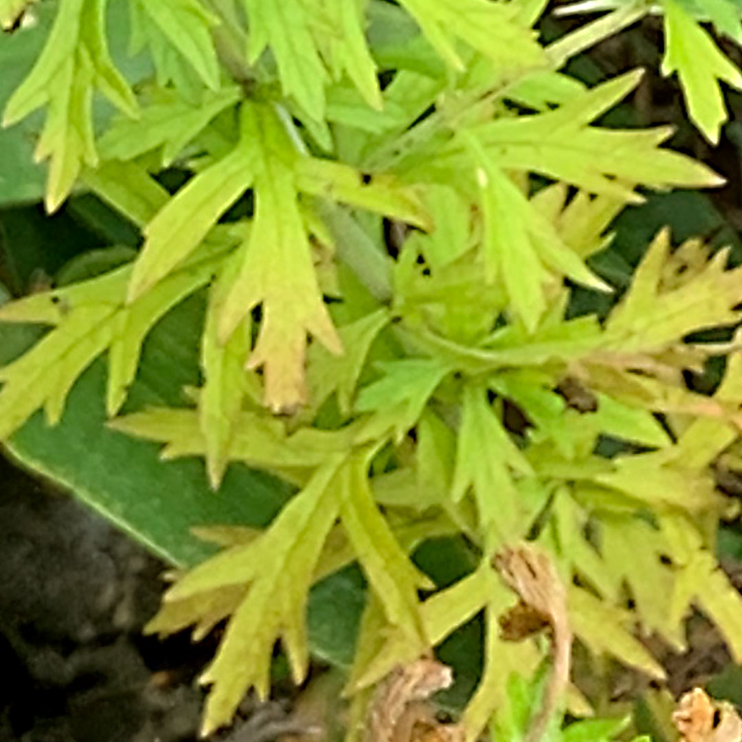 ヒキヨモギ（葉）