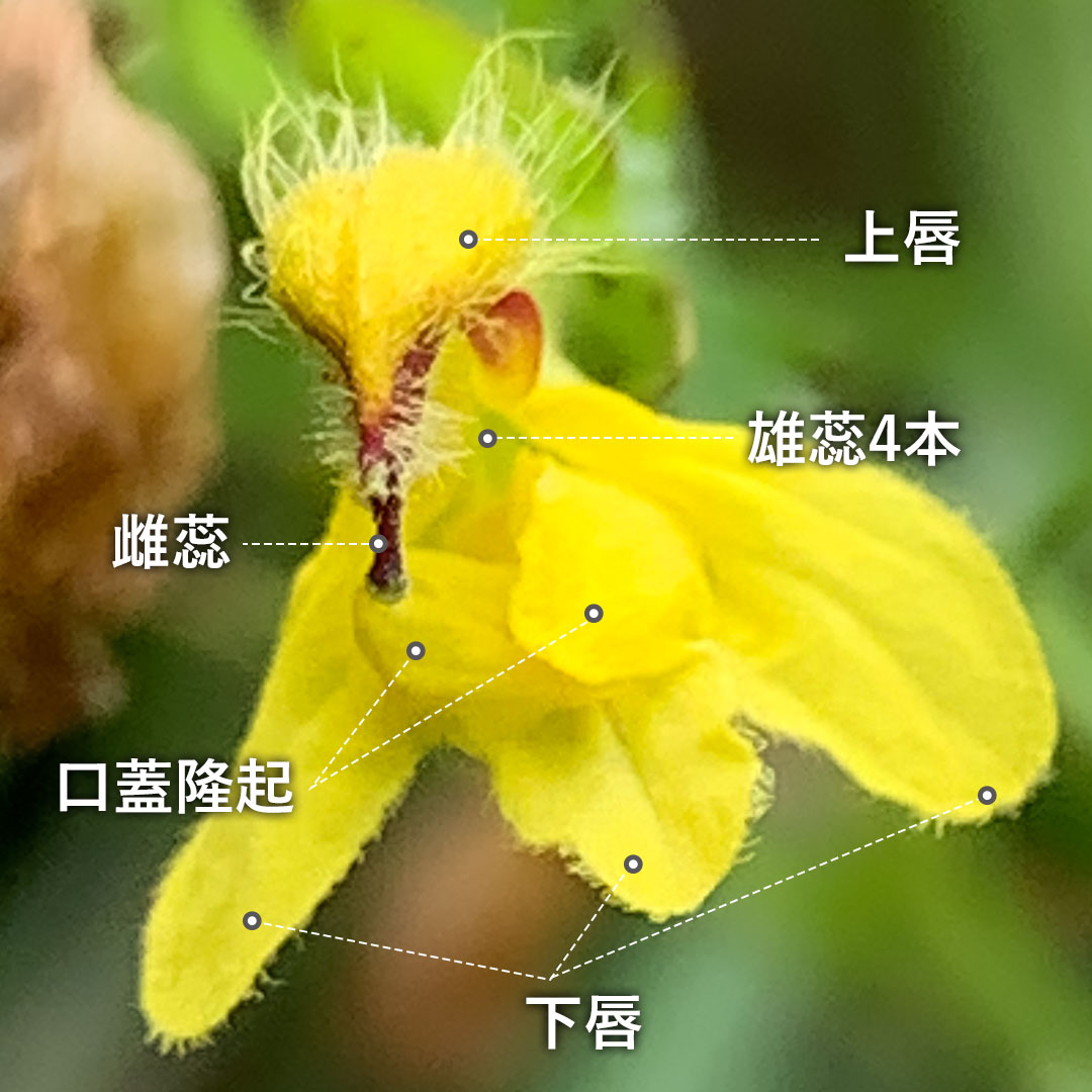 ヒキヨモギ（花）