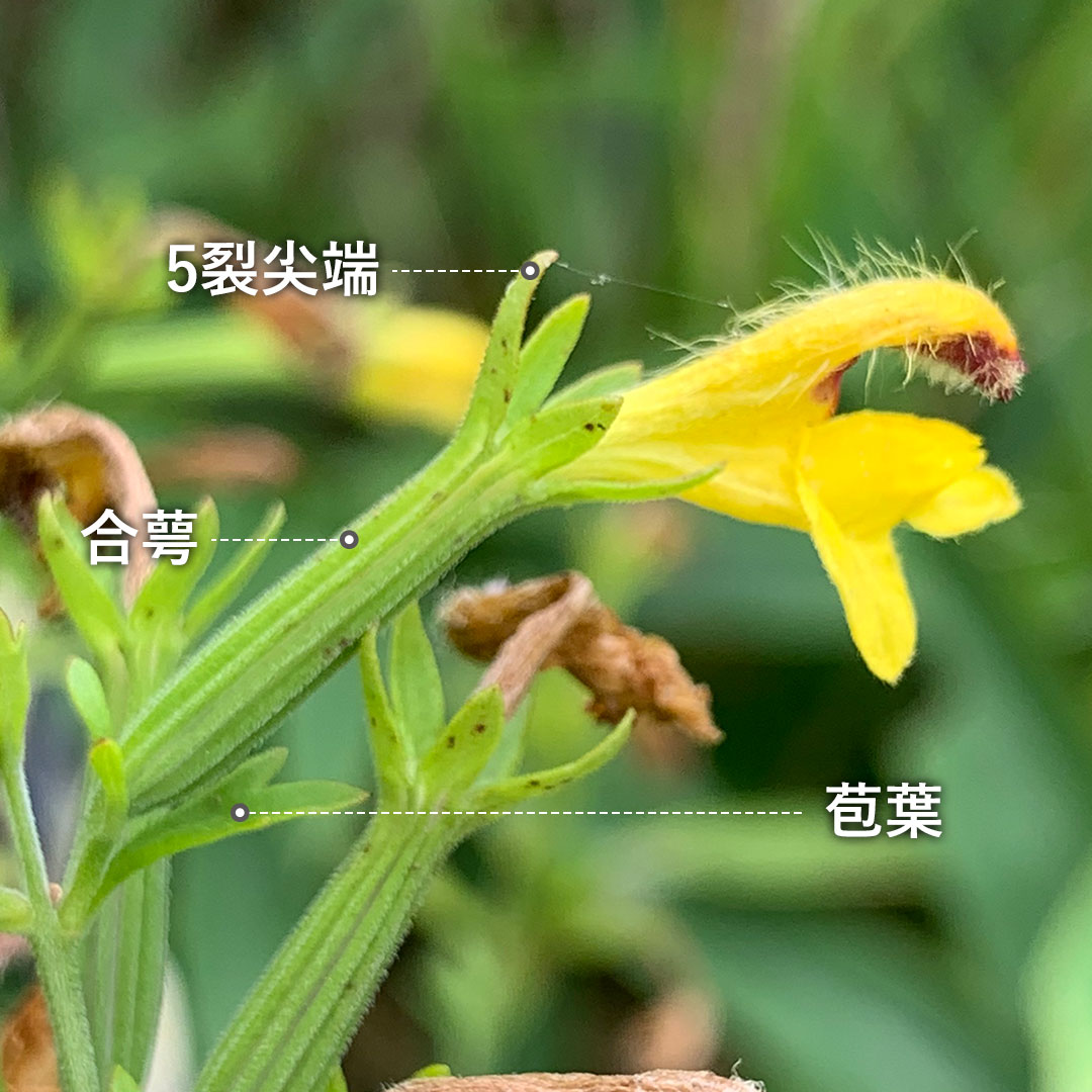 ヒキヨモギ（花）