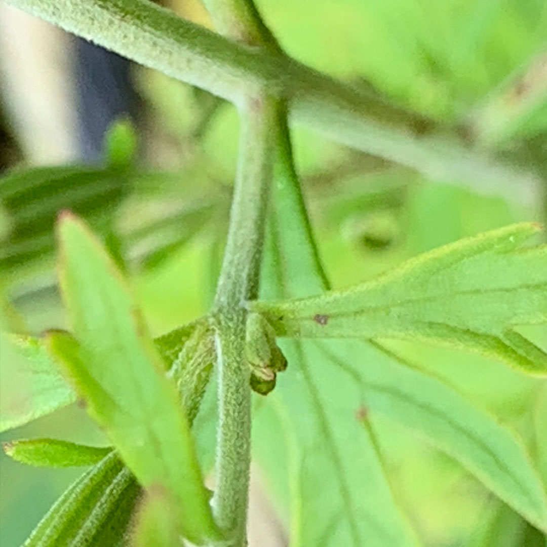 ヒキヨモギ（茎）