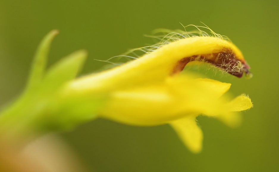ヒキヨモギ（花）