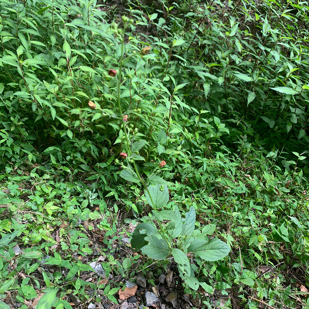 ヒナノウスツボ（全体）