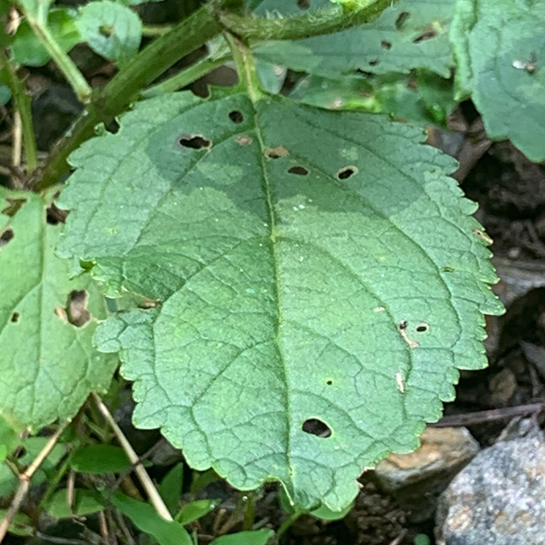 ヒナノウスツボ（葉）