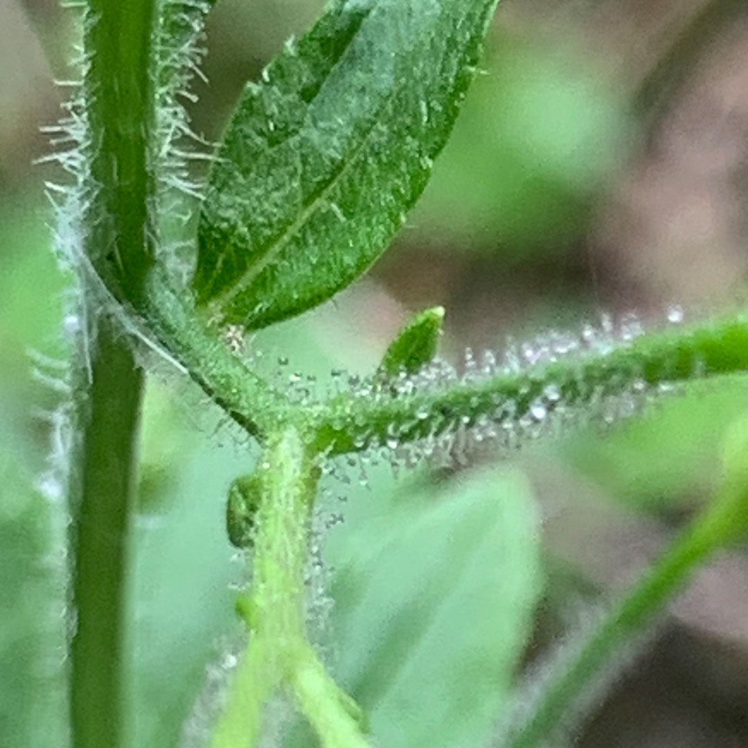 ヒナノウスツボ（花序）