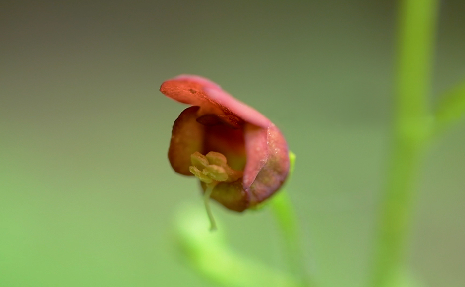 ヒナノウスツボ（花）