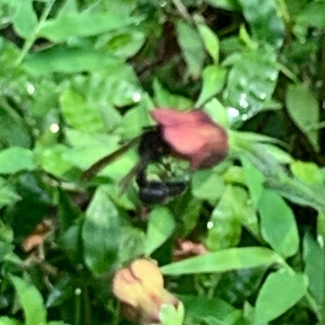 ヒナノウスツボ（ポリネーター）